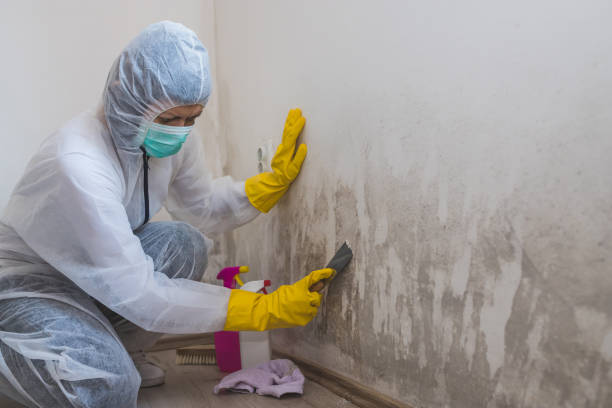 Best Office Mold Removal Services  in Riverton, IL