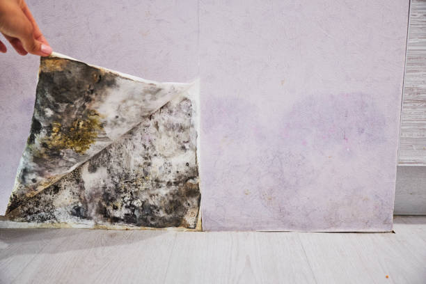 Best Commercial Mold Removal  in Riverton, IL